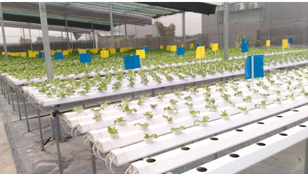 Giải pháp thủy canh hồi lưu kết hợp cảm biến IoT trong nông nghiệp